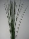 KANGAROO GRASS GROWER BUNCH 